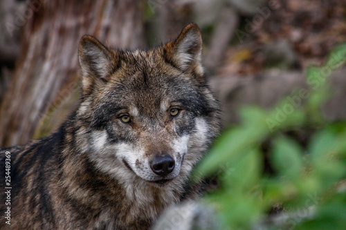 Einsamer Wolf © Michael Eichhammer