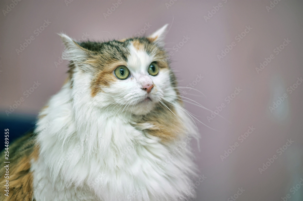 Fototapeta premium beautiful fluffy fat tricolor cat