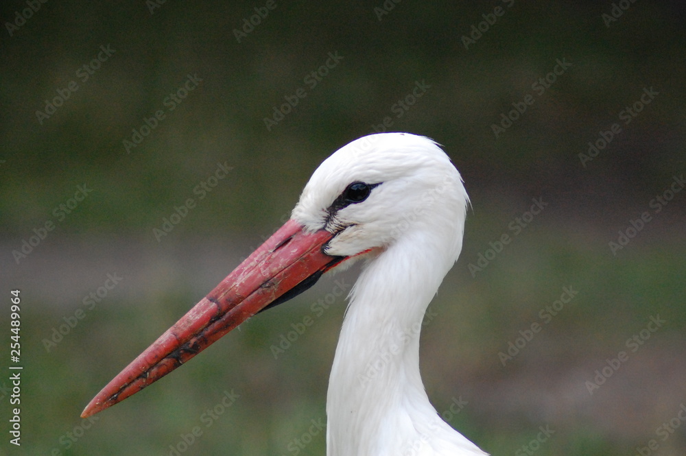 Fototapeta premium cigogne alsace