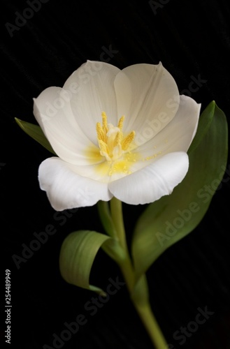Fototapeta Naklejka Na Ścianę i Meble -  Background with flower  - beautiful white tulip