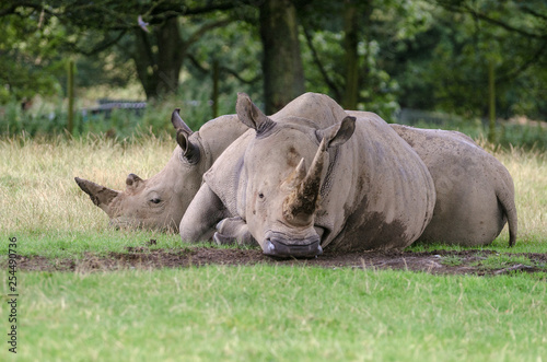 Two White Rhino relax on some grass mid afternoon