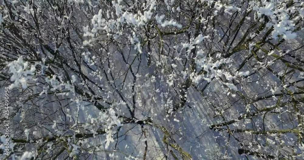 beautiful winter forest aerial view beautiful winter forest aerial view