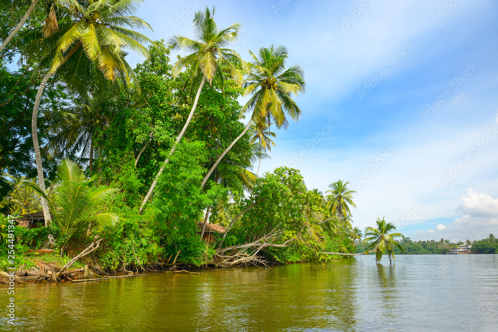 Jungle on shore lake