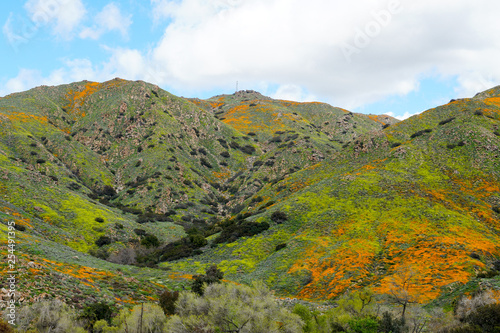 Mountain with California Golden Poppy and Goldfields blooming in Walker Canyon  Lake Elsinore  CA. USA. Bright orange poppy flowers during California desert super bloom spring season.