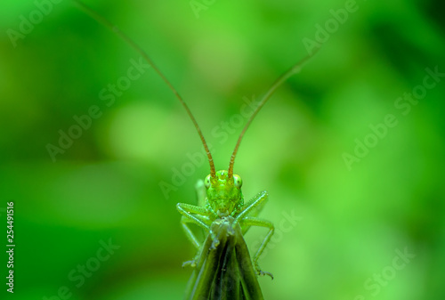 Closeup of a cute green grasshopper on a green background