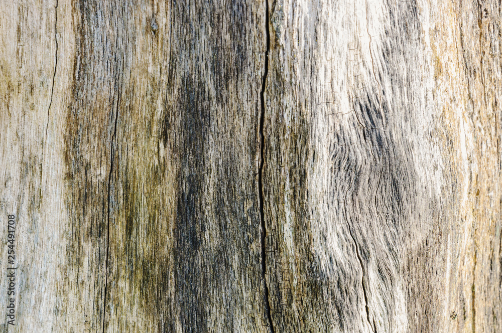 Natural wood texture. Background of old tree. Natural wood texture. Background of old tree.
