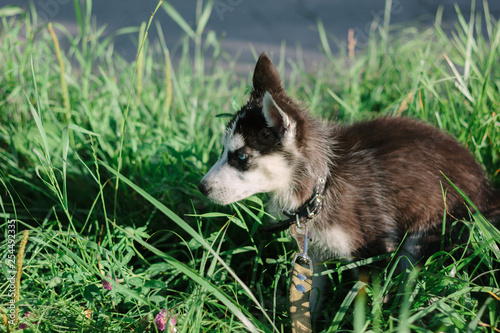 Little husky puppy on the grass