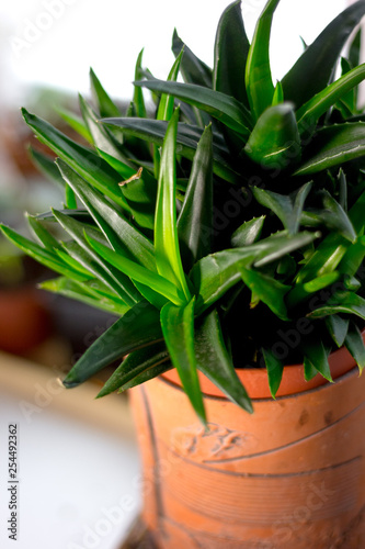 Beautiful aloe black gem in...