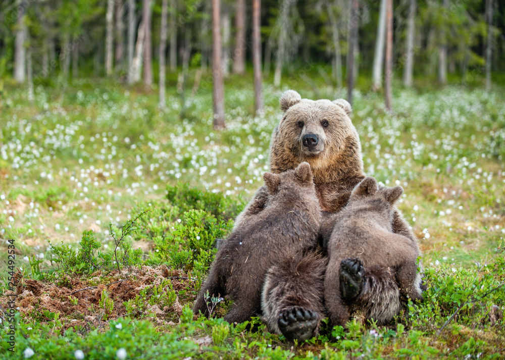 Fototapeta premium She-Bear feeding breast milk cubs. Brown bear, Scientific name: Ursus Arctos. Summertime.