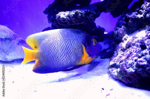 Marine angelfish are perciform fish of the family Pomacanthidae. They are found on shallow reefs in the tropical Atlantic, Indian, and mostly western Pacific Oceans.  It is Pomacanthus xanthometopon. photo