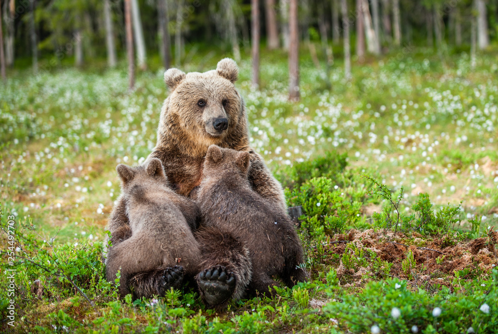 She-Bear feeding breast milk cubs. Brown bear, Scientific name: Ursus Arctos. Summertime. She-Bear feeding breast milk cubs. Brown bear, Scientific name: Ursus Arctos. Summertime.