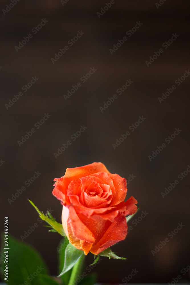 Fototapeta premium Beautiful orange rose on dark background.