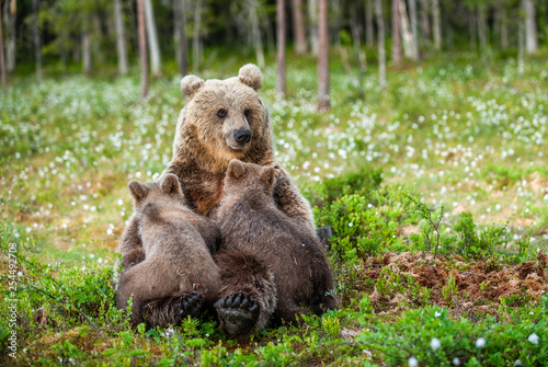 She-Bear feeding breast milk cubs. Brown bear, Scientific name: Ursus Arctos. Summertime.
