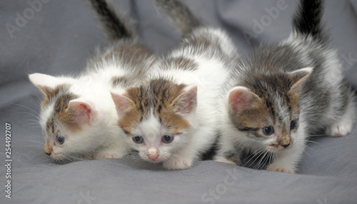 Three kittens against a gray background photo