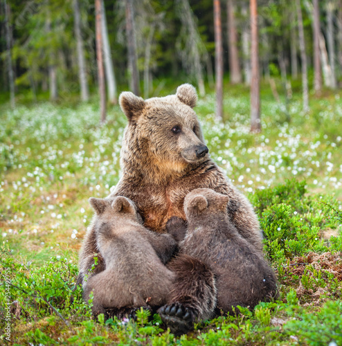 She-Bear feeding breast milk cubs. Brown bear, Scientific name: Ursus Arctos. Summertime.