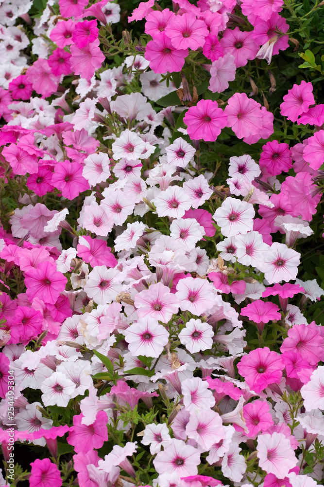 Pink and white petunian flowerbed with top view