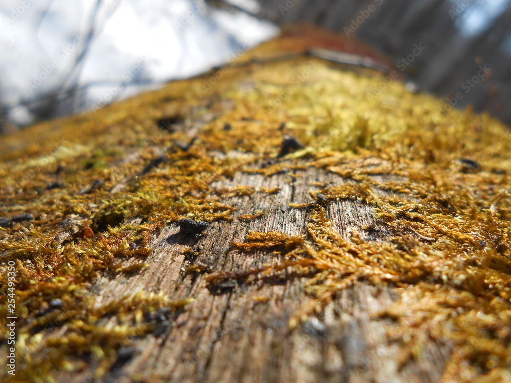 Yellow moss on the trunk of big tree.