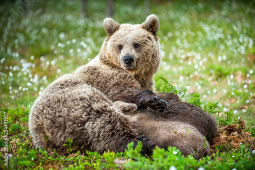 She-Bear feeding breast milk cubs. Brown bear, Scientific name: Ursus Arctos. Summertime.