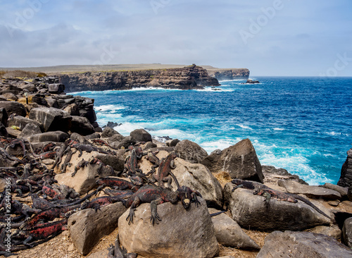 Marine iguanas (Amblyrhynchus cristatus), Punta Suarez, Espanola or Hood Island, Galapagos, Ecuador photo