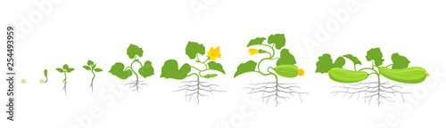 Growth stages of zucchini or courgette plant. Vector illustration. Cucurbita pepo. Zucchini life cycle. On white background.