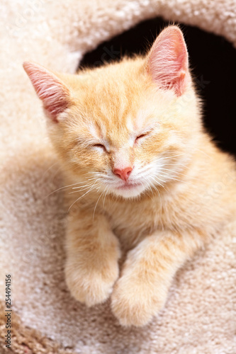 Fototapeta Naklejka Na Ścianę i Meble -  sleeping ginger cat