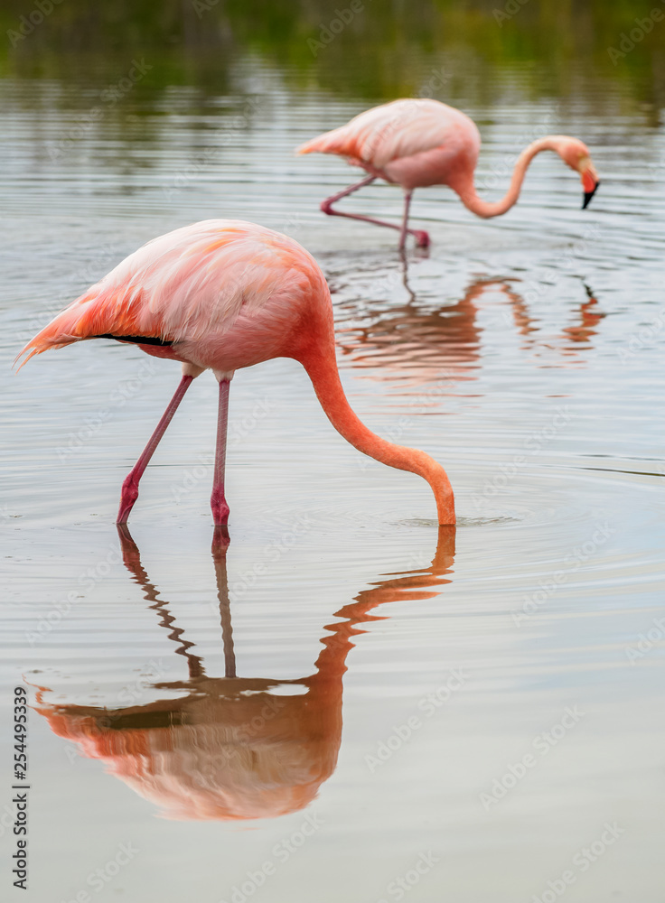 Greater flamingos (Phoenicopterus roseus), Lagoon by the Bachas Beach, Santa Cruz or Indefatigable Island, Galapagos, Ecuador