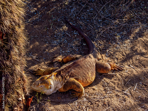 Land iguana (Conolophus subcristatu), Dragon Hill, Santa Cruz or Indefatigable Island, Galapagos, Ecuador