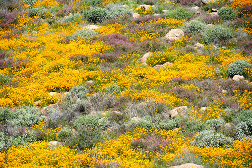 Fototapeta Naklejka Na Ścianę i Meble -  California Golden Poppy and Goldfields blooming in Walker Canyon, Lake Elsinore, CA. USA. Bright orange poppy flowers during California desert super bloom spring season.