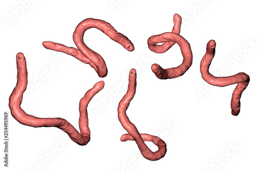 Parasitic hookworm Ancylosoma, 3D illustration. Ancylostoma duodenale can infect humans, dogs and cats, its head has several tooth-like structures photo