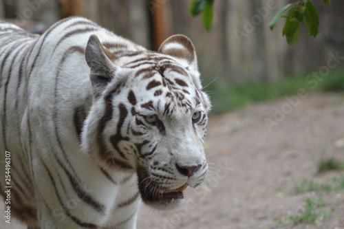 zoo