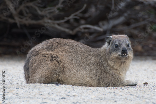 Dassie showing its teeth on a wall at Betty's Bay, South Africa
