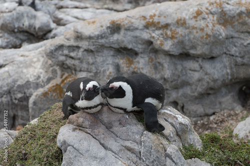 African penguins at Betty's Bay, South Africa