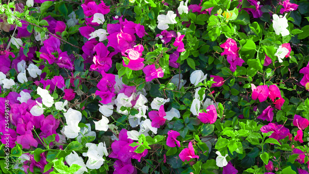 Beautiful textural background of flowers. Beautiful textural background of flowers.