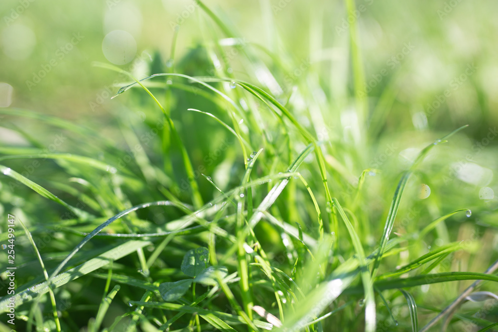 Obraz premium Green grass, close- up, summer time texture background