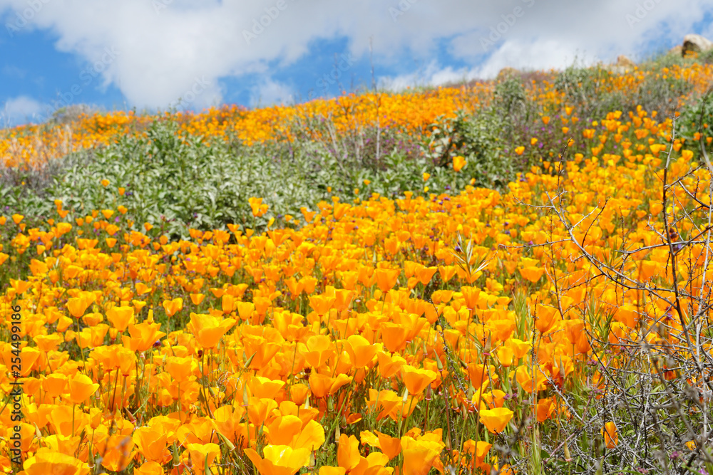 California Golden Poppy and Goldfields blooming in Walker Canyon, Lake Elsinore, CA. USA. Bright orange poppy flowers during California desert super bloom spring season.