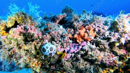 Wallpaper Mural Underwater colourful reef in Majorca with a cow nudibranch and a little yellow fish Torontodigital.ca