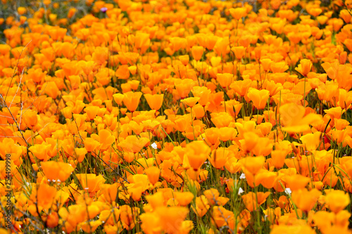 California Golden Poppy and Goldfields blooming in Walker Canyon, Lake Elsinore, CA. USA. Bright orange poppy flowers during California desert super bloom spring season. © Unwind