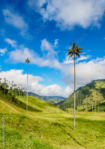 Wax Palms (Ceroxylon quindiuense), Cocora Valley, Salento, Quindio Department, Colombia