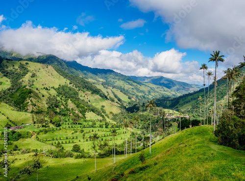 Wax Palms (Ceroxylon quindiuense), Cocora Valley, Salento, Quindio Department, Colombia