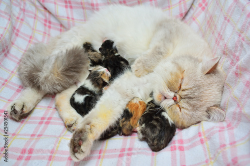 mom cat and baby kitties photo