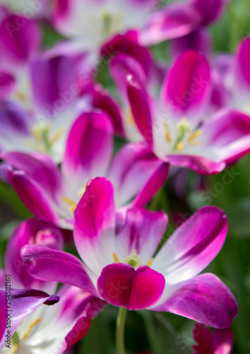 Violet tulips in spring garden. Macro shot.