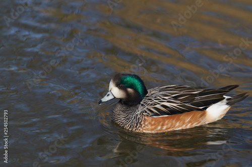 Single Chiloe Wigeon (Mareca sibilatrix) swimming on a pond at Slimbridge in Gloucestershire, United Kingdom photo