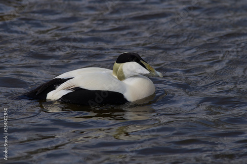 Eider Duck (Somateria mollissima) preening whilst on a pond at Slimbridge in Gloucestershire, United Kingdom