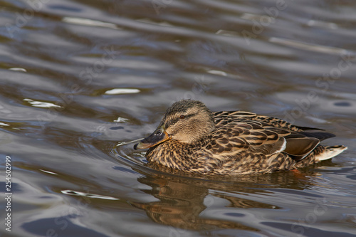 Mallard Duck (Anas platyrhynchos) swimming on a pond at Slimbridge in Gloucestershire, United Kingdom