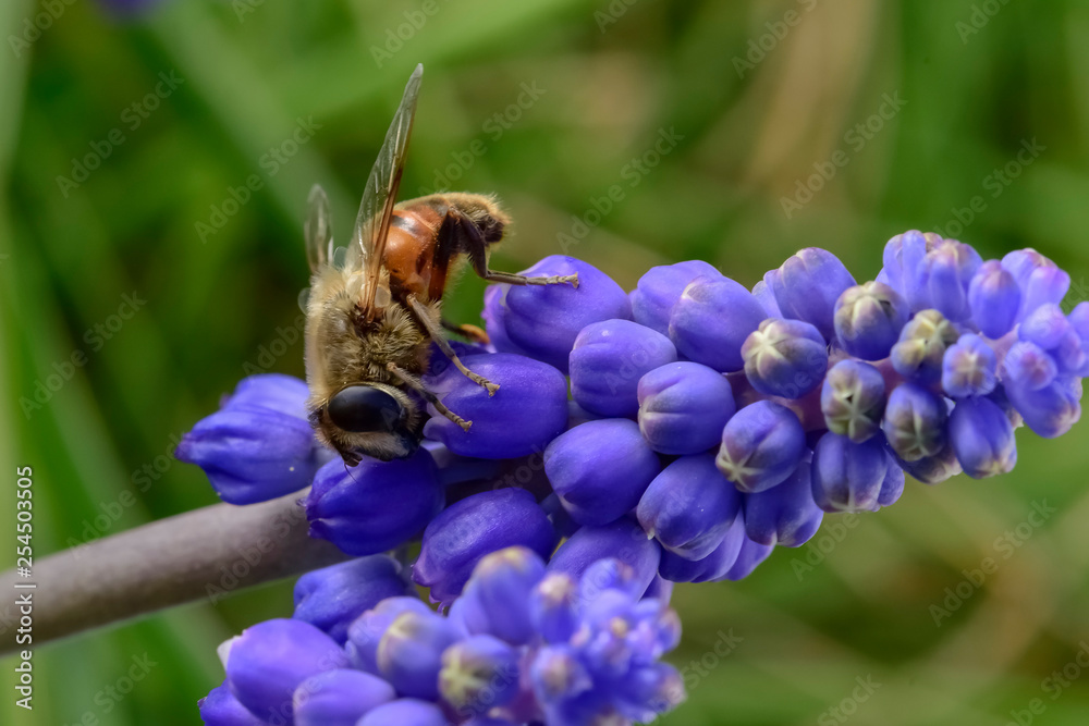 Bee on flowers in spring Bee on flowers in spring