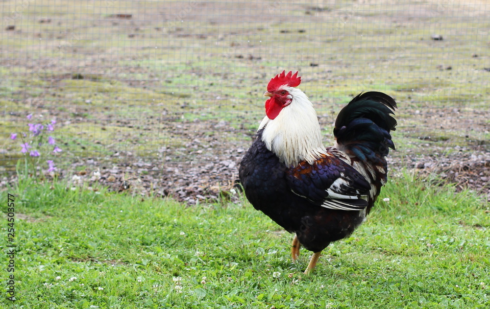 A beautiful rooster