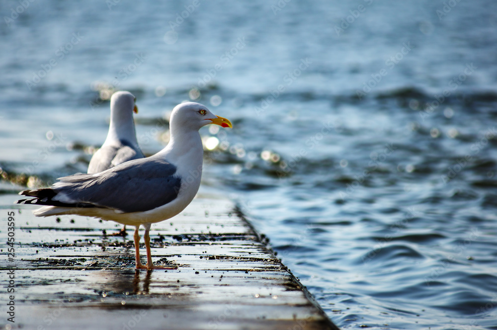 Möwe Möwe