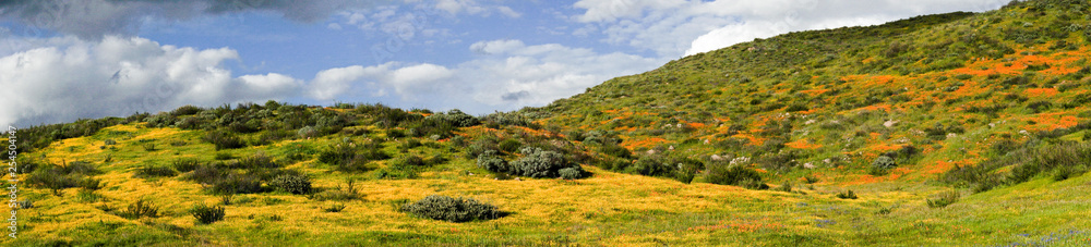 Panoramic of Mountain with California Golden Poppy and Goldfields blooming in Walker Canyon, Lake Elsinore, CA. USA. Bright orange poppy flowers during California desert super bloom spring season.
