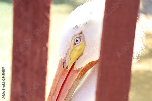 Pelican photo