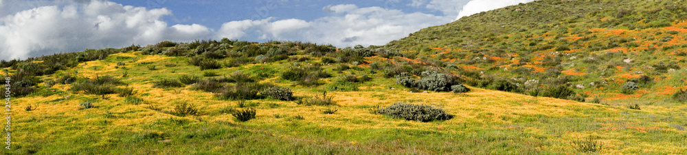 Panoramic of Mountain with California Golden Poppy and Goldfields blooming in Walker Canyon, Lake Elsinore, CA. USA. Bright orange poppy flowers during California desert super bloom spring season. Panoramic of Mountain with California Golden Poppy and Goldfields blooming in Walker Canyon, Lake Elsinore, CA. USA. Bright orange poppy flowers during California desert super bloom spring season.